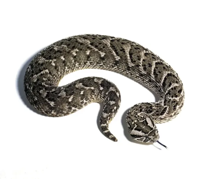 Framed Print : Puff Adder Snake Print Framed Print : Puff Adder Snake Print