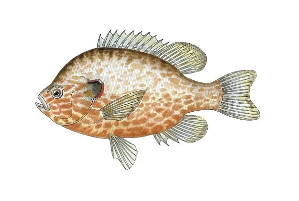 Pumpkinseed sunfish, artwork C016  /  3167