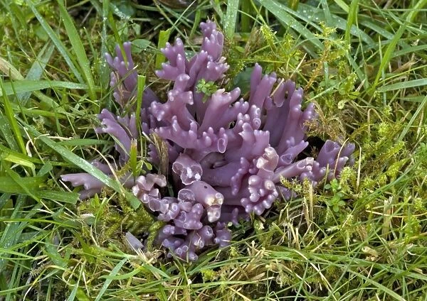 Purple coral fungus