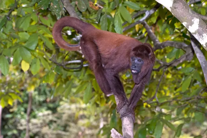 Framed Print : Purus Red Howler Monkey Print
