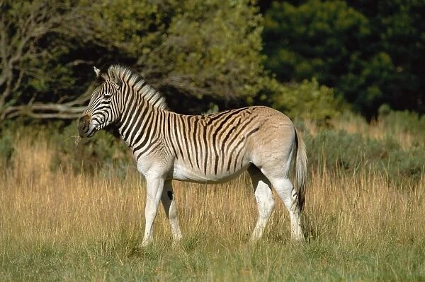 Quagga-like zebra