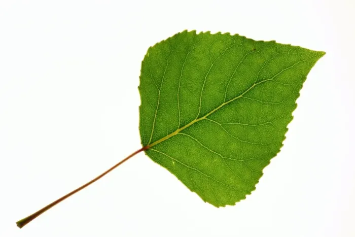 Framed Print : Quaking Aspen Tree Leaf Print Framed Print : Quaking Aspen Tree Leaf Print