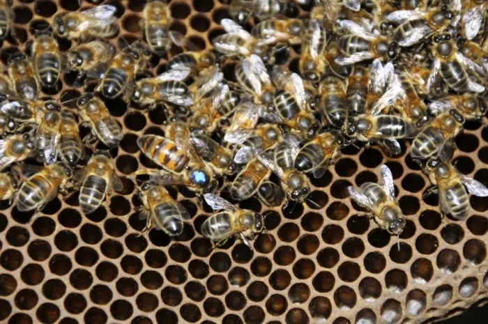 Framed Print : Queen bee with worker bees on a comb, marked with blue paint Framed Print : Queen bee with worker bees on a comb, marked with blue paint