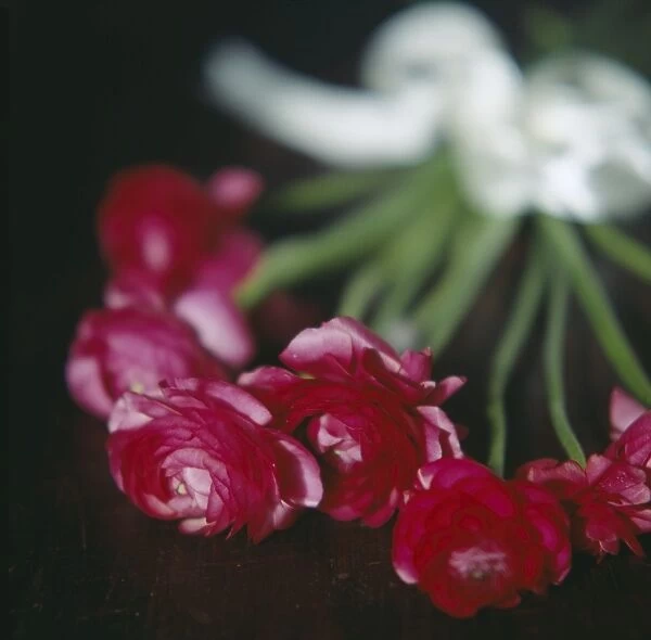 Ranunculus flowers