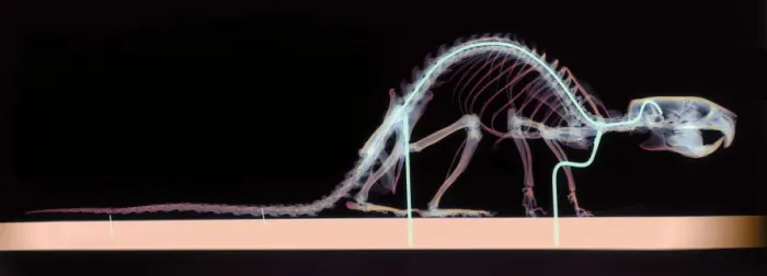 Framed Print : Coloured X-ray Print of a Rat Skeleton Framed Print : Coloured X-ray Print of a Rat Skeleton