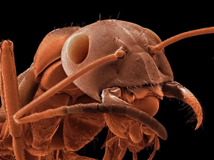 Framed Print : Red-barbed ant (Formica rufibarbis) SEM Print Framed Print : Red-barbed ant (Formica rufibarbis) SEM Print