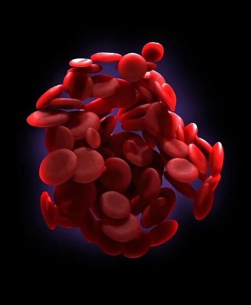 Red blood cells, artwork C016  /  4627