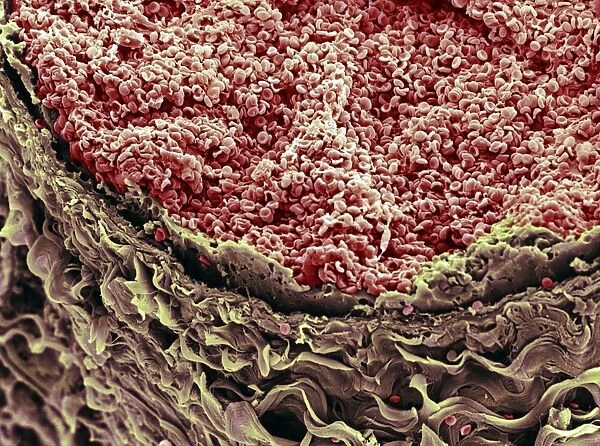 Red blood cells in blood vessel