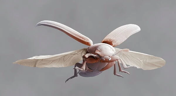 Red flour beetle in flight