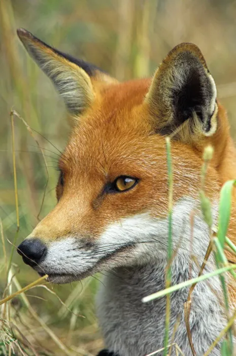 Framed Print : Red Fox Print: A running red fox in a field Framed Print : Red Fox Print: A running red fox in a field