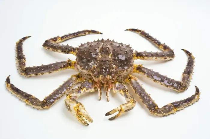 Framed Print : Red King Crab Print Framed Print : Red King Crab Print