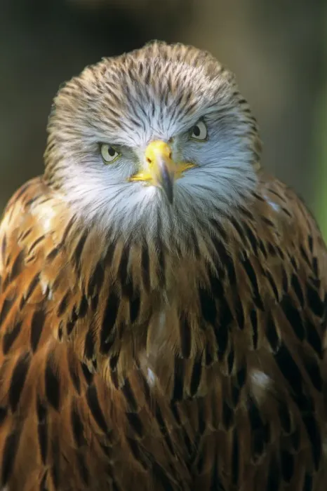 Framed Print : Red kite Print, England