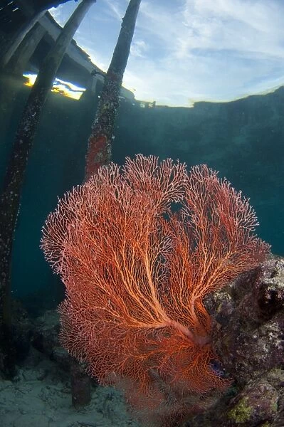 Red sea fan growing under jetty