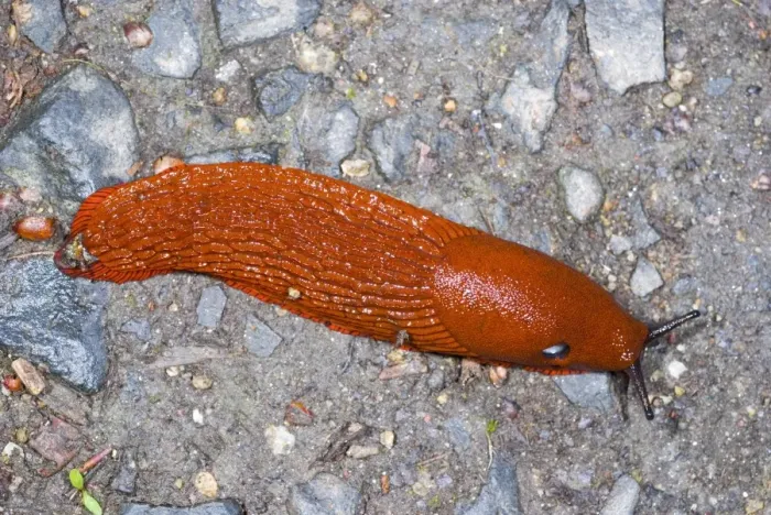 Framed Print : Print of a Red slug on the ground Framed Print : Print of a Red slug on the ground