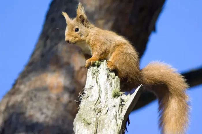 Framed Print : Red Squirrel in Scots Pine Tree Print Framed Print : Red Squirrel in Scots Pine Tree Print