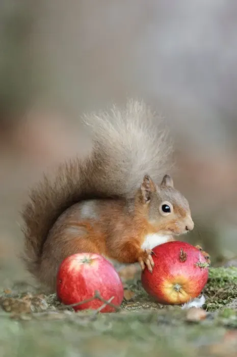 Framed Print : Red Squirrel Eating an Apple Print Framed Print : Red Squirrel Eating an Apple Print