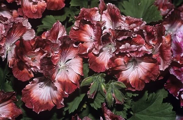 Regal geranium Turkish Coffee flowers