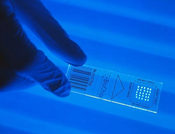 Researcher holds DNA NutriChip for food tests