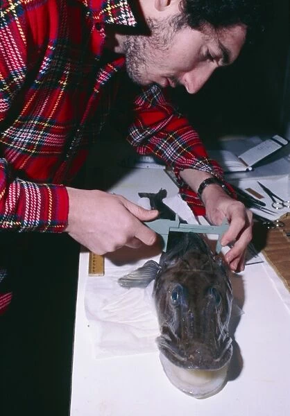 Researcher measuring an ice fish