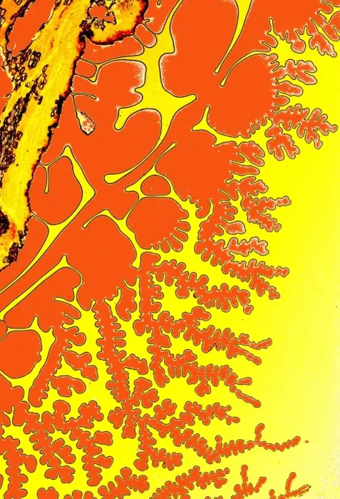 Framed Print : Resin Patterns Print, Light Micrograph Framed Print : Resin Patterns Print, Light Micrograph