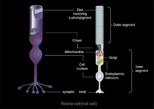 Retinal rod cell anatomy, diagram