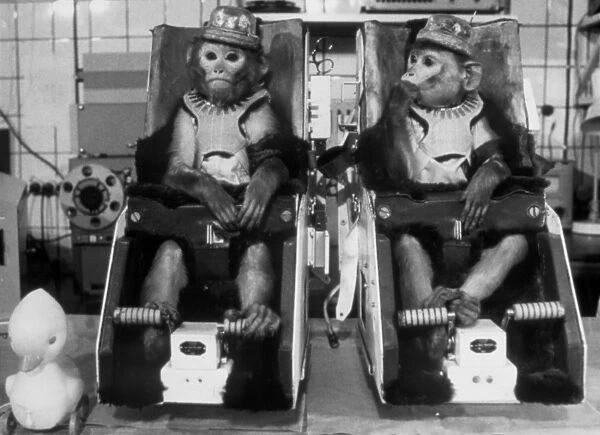 Rhesus monkeys used in Soviet space research