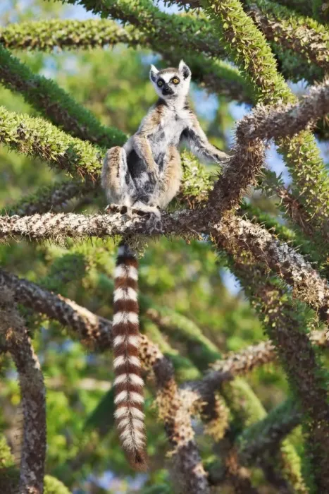 Framed Print : Ring-tailed lemur in a spiny forest tree Print Framed Print : Ring-tailed lemur in a spiny forest tree Print