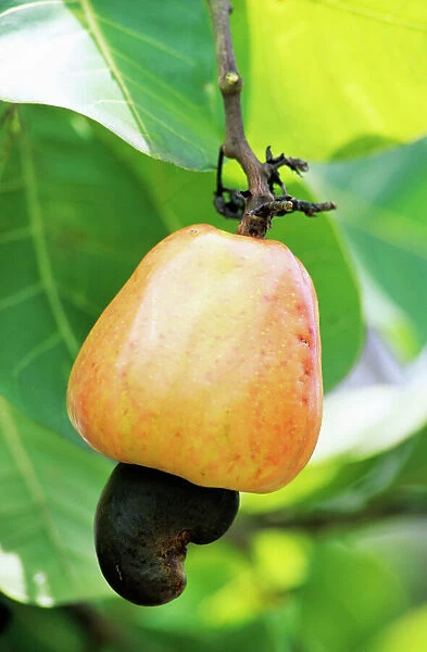 Ripe cashew nut