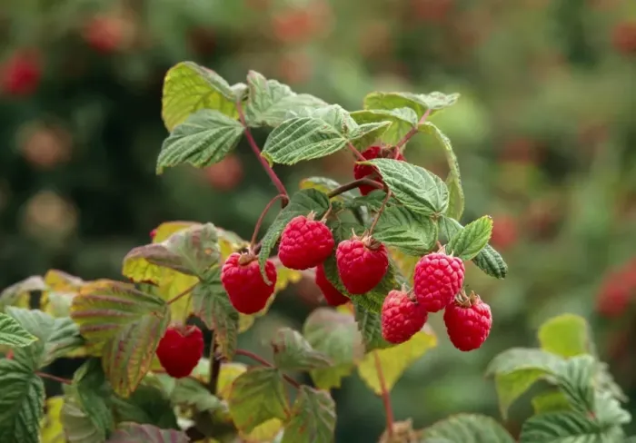 Framed Print : Raspberry Print Framed Print : Raspberry Print