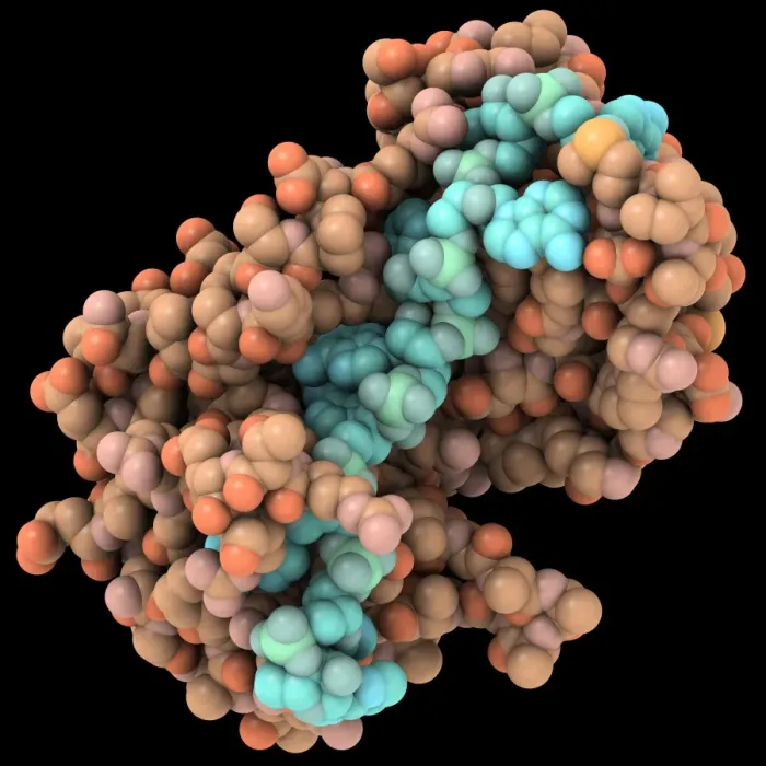 Framed Print : Poly(A)-binding protein and mRNA complex Print Framed Print : Poly(A)-binding protein and mRNA complex Print