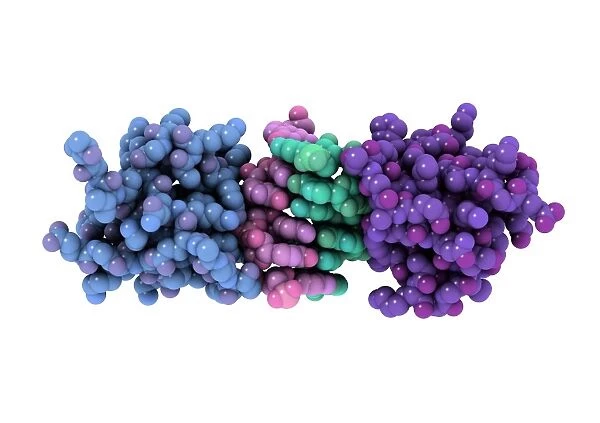 RNA-editing enzyme, molecular model