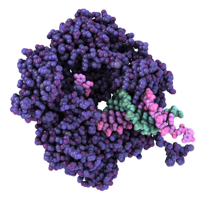 Framed Print : Molecular model of RNA polymerase alpha subunit Print Framed Print : Molecular model of RNA polymerase alpha subunit Print