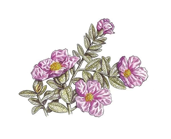 Rockrose (Cistus albidus) flowers, artwor C016  /  3307