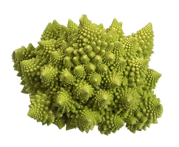 Romanesco cauliflower (Brassica oleracea) C014  /  0744