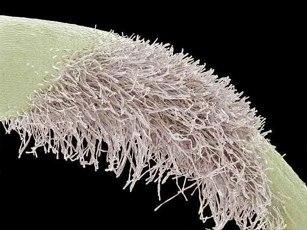 Root of a germinating red chard seed, SEM