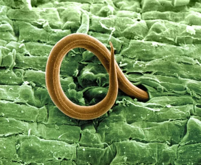 Framed Print : Root-knot nematode larva Print Framed Print : Root-knot nematode larva Print