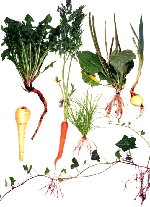 Framed Print : Root systems Print, a photograph showing various plant root structures Framed Print : Root systems Print, a photograph showing various plant root structures
