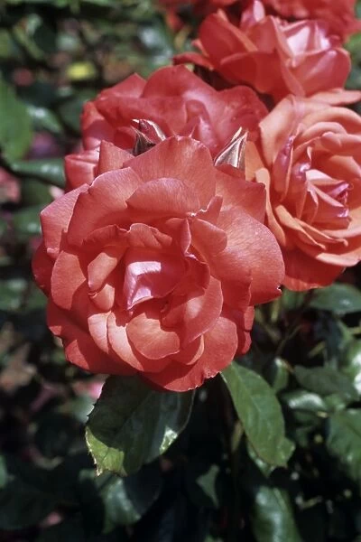 Rose Piccolo flowers