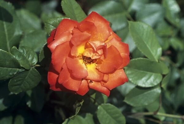 Rose Poppy Flash flower