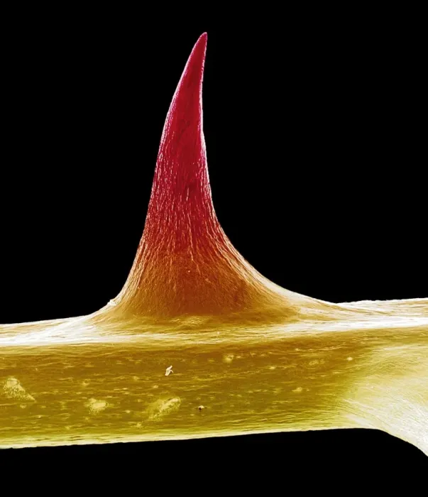 Framed Print : Rose Thorn Print, SEM Framed Print : Rose Thorn Print, SEM
