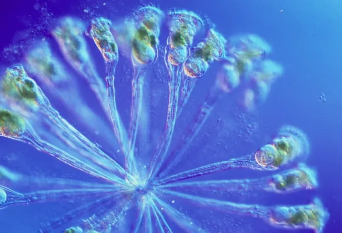 Framed Print : Rotifer Colony Print Framed Print : Rotifer Colony Print