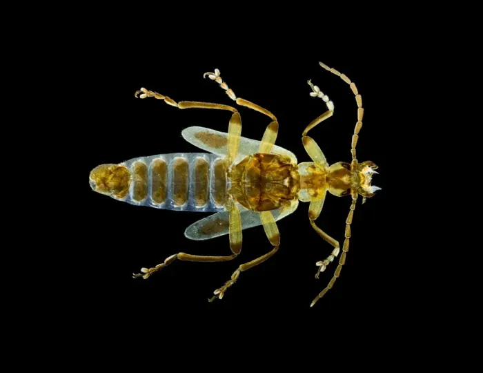 Framed Print : Rove Beetle Print, Dark-Field Illuminated Micrograph Framed Print : Rove Beetle Print, Dark-Field Illuminated Micrograph
