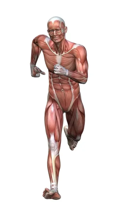 Framed Print : Runners Anatomy Print Framed Print : Runners Anatomy Print
