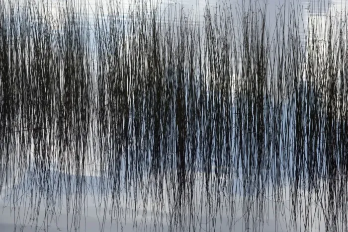 Framed Print : Rushes reflected in water Print Framed Print : Rushes reflected in water Print
