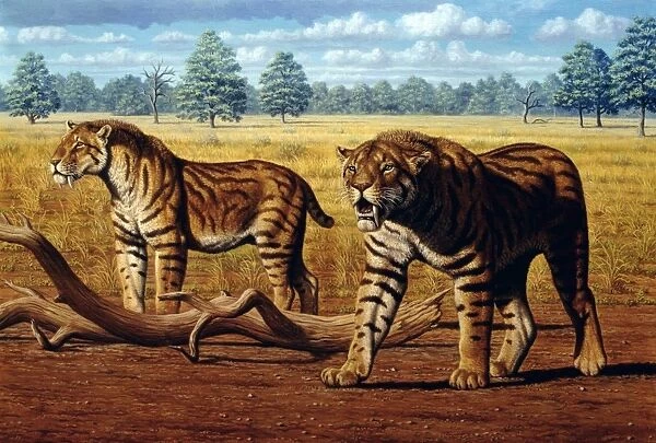 Sabre-toothed cats, artwork