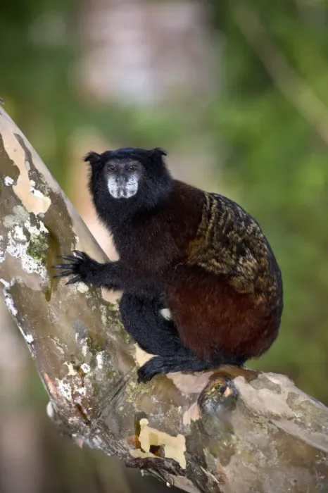 Framed Print : Amazon Rainforest Saddle-backed Tamarin Tree Print Framed Print : Amazon Rainforest Saddle-backed Tamarin Tree Print