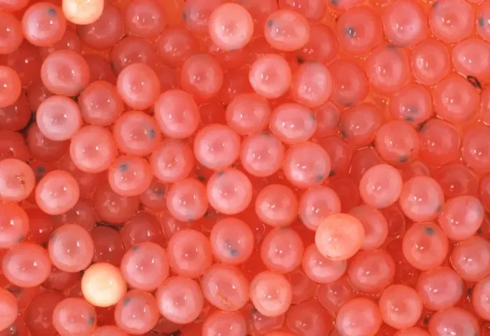 Framed Print : Salmon Eggs Print Framed Print : Salmon Eggs Print