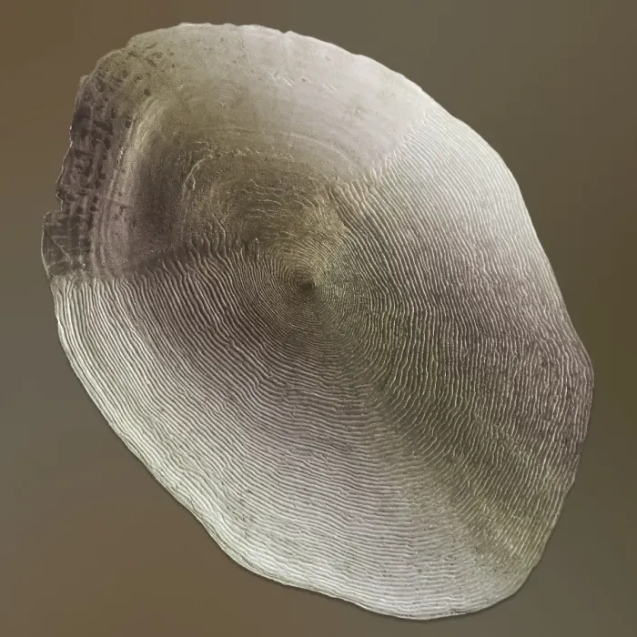 Framed Print : Coloured SEM Print of Salmon Scale Framed Print : Coloured SEM Print of Salmon Scale