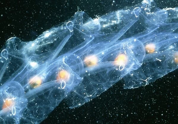 Salps. Chain of salps, Salpa maxima, a type of tunicate