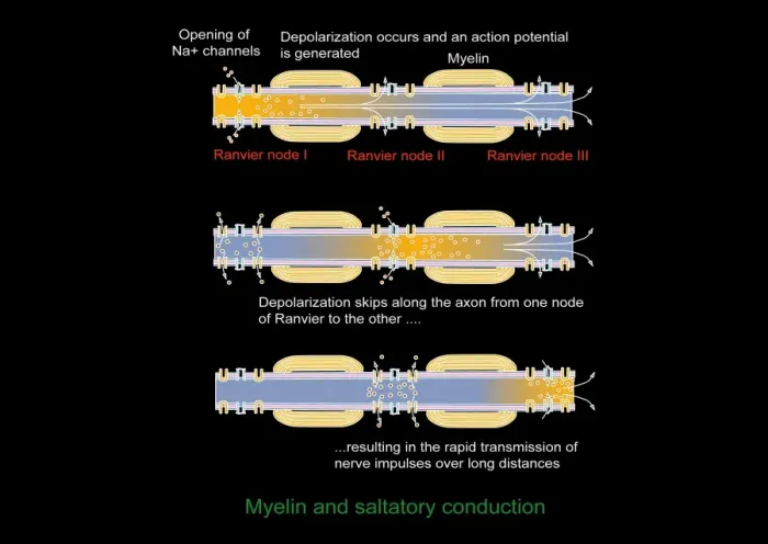 Framed Print : Saltatory Conduction of Nerve Impulse Print Framed Print : Saltatory Conduction of Nerve Impulse Print